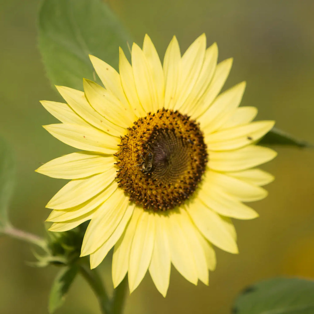 Sunflower, Heirloom Garden Seed Packets