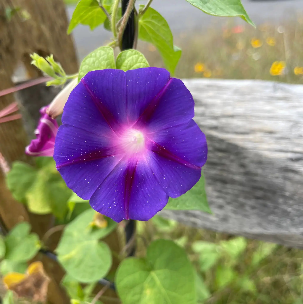 Morning Glory, Heirloom Garden Seed Packets