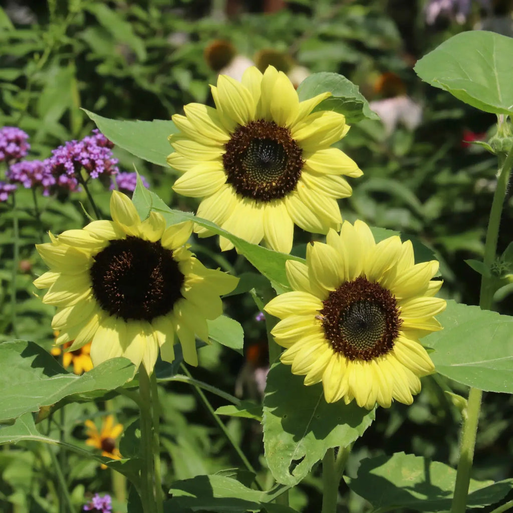 Sunflower, Heirloom Garden Seed Packets
